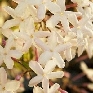 Meet your Posher, Fatma